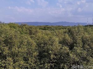 Apa Saja Fungsi Ekologi Hutan Mangrove? Ini Penjelasannya Apa Saja Fungsi Ekologi Hutan Mangrove? Ini Penjelasannya