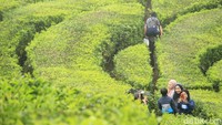 Foto: Kebun Teh Ciwidey Diserbu Warga yang Kebelet Liburan