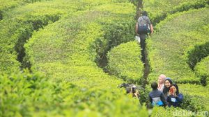 Foto: Kebun Teh Ciwidey Diserbu Warga yang Kebelet Liburan