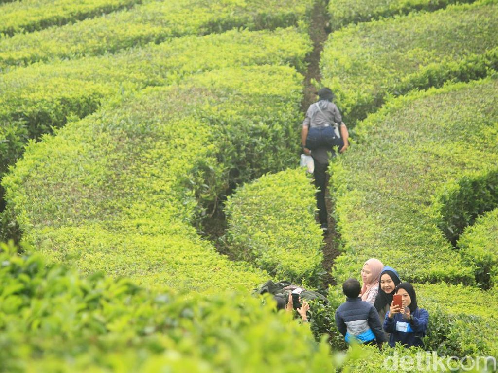 Foto: Kebun Teh Ciwidey Diserbu Warga yang Kebelet Liburan Foto: Kebun Teh Ciwidey Diserbu Warga yang Kebelet Liburan