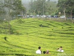 Intip Proses Pucuk Daun Menjadi Minuman dengan Wisata Kebun Teh