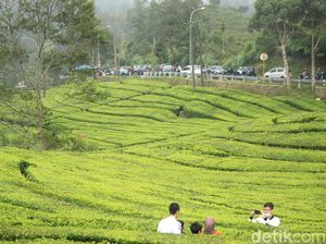 Intip Proses Pucuk Daun Menjadi Minuman dengan Wisata Kebun Teh Intip Proses Pucuk Daun Menjadi Minuman dengan Wisata Kebun Teh
