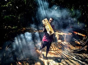 Miris! Lahan Sagu RI Terbesar di Dunia, tapi Ekspornya Kalah dari Malaysia Miris! Lahan Sagu RI Terbesar di Dunia, tapi Ekspornya Kalah dari Malaysia