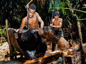Melihat Pengolahan Sagu Secara Tradisional di Maluku Melihat Pengolahan Sagu Secara Tradisional di Maluku