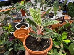 Fantastis, UMKM Ini Ekspor Tanaman Hias ke Eropa-AS Senilai Rp 2,3 T