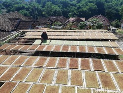 Rugi hingga 50%, Petani Tembakau Sumedang Berharap PPKM Tak Diperpanjang