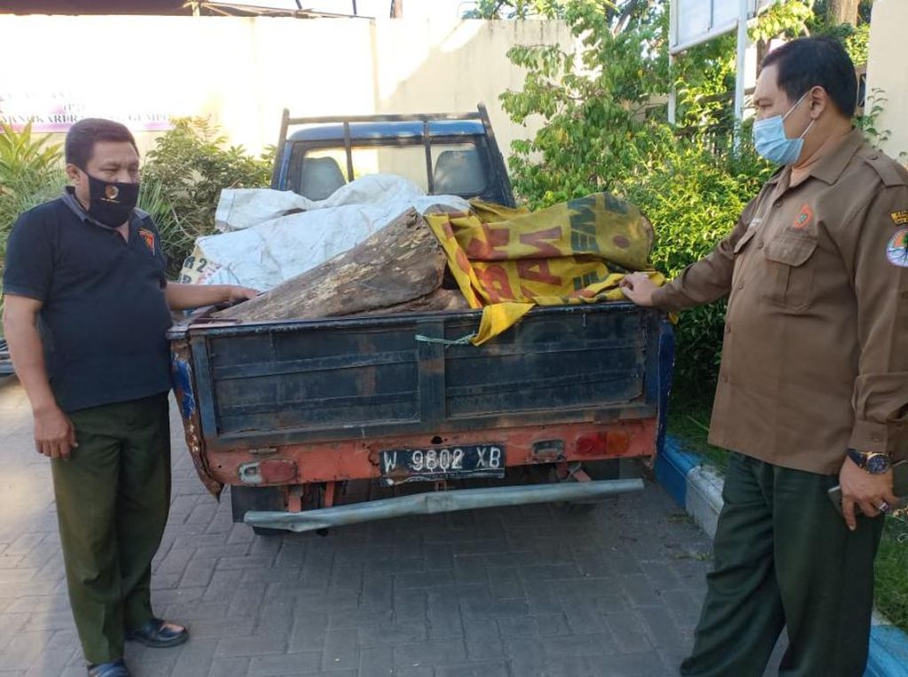 Polisi Amankan 14 Potong Kayu Sonokeling Hasil Pembalakan Liar di Pasuruan Polisi Amankan 14 Potong Kayu Sonokeling Hasil Pembalakan Liar di Pasuruan