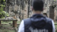 Isu Pakan Harimau Dibawa Pulang Bikin Ragunan Keheranan