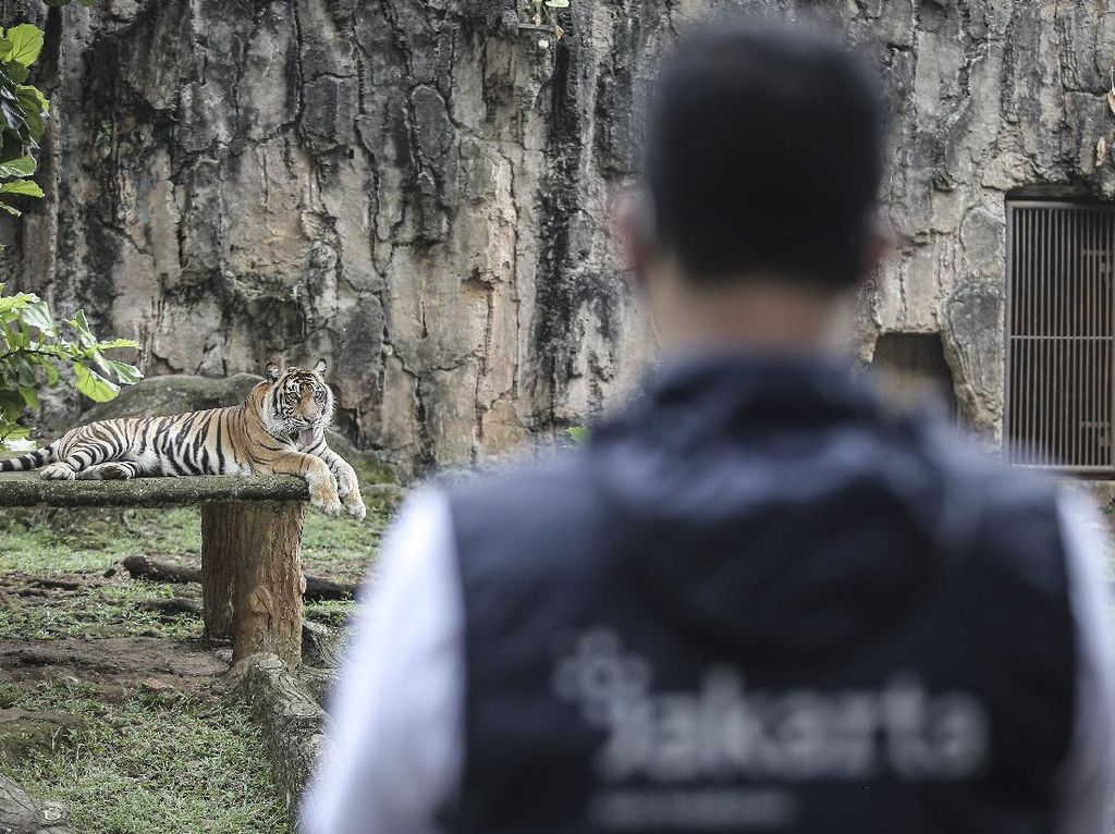 Pakar: Infeksi Corona Harimau Ragunan Tak Menular ke Manusia