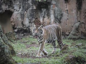 Harimau Ragunan Kena Corona, PSSP IPB: Belum Ada Bukti Hewan Tulari Manusia Harimau Ragunan Kena Corona, PSSP IPB: Belum Ada Bukti Hewan Tulari Manusia