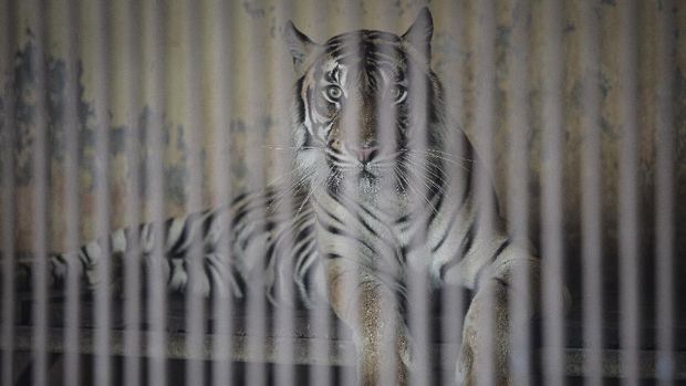 Kabar dua ekor harimau di Ragunan terpapar virus Corona curi atensi publik. Diketahui, ini bukan kali pertama kasus infeksi virus Corona ditemukan pada hewan.
