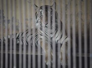 2 Harimau Positif Corona, Ragunan Bakal Swab Satwa yang Bergejala 2 Harimau Positif Corona, Ragunan Bakal Swab Satwa yang Bergejala