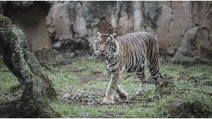 Saat Manusia Bukan Satu-satunya Korban Virus Corona Saat Manusia Bukan Satu-satunya Korban Virus Corona