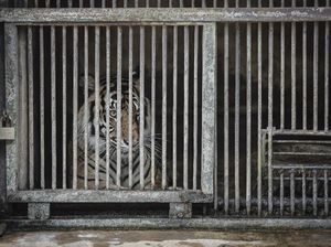 Pawang 2 Harimau yang Positif Corona di Ragunan Dites Swab Pawang 2 Harimau yang Positif Corona di Ragunan Dites Swab