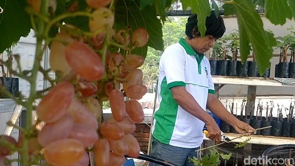 Bangkit dari Corona lewat Hobi Menanam Anggur