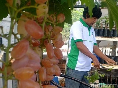 Bangkit dari Corona lewat Hobi Menanam Anggur