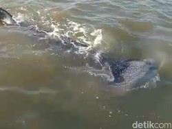 Kawanan Hiu Paus Berenang di Perairan Dangkal dan Keruh Pasuruan