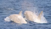 Menakjubkan! Penampakan Paus Pembunuh Albino Langka di Jepang