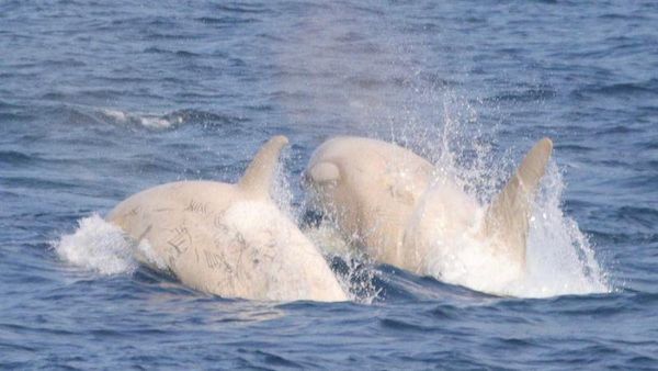 Menakjubkan! Penampakan Paus Pembunuh Albino Langka di Jepang