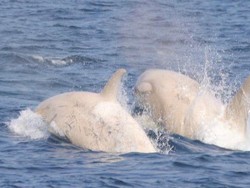 2 Paus Pembunuh Langka Terlihat di Jepang, Warnanya Albino!