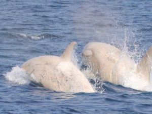 Orca Langka Berwarna Albino Ditemukan! Orca Langka Berwarna Albino Ditemukan!