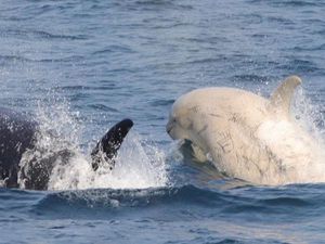 Induk Paus Orca Rela Berkorban Seumur Hidup Untuk Anakan Jantannya, Mengapa?