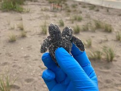 Bikin Kaget, Bayi Penyu Berkepala Dua Ditemukan di Tepi Pantai