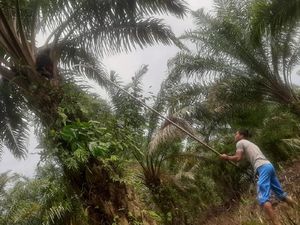 Harga TBS Sawit di Riau Tertinggi dalam Sejarah, Petani Semringah