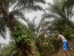 Harga TBS Sawit di Riau Tertinggi dalam Sejarah, Petani Semringah