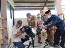 Ketua DPRD Kabupaten Bogor Beri Nama Bayi Sapi Belgian Blue