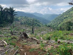 Perjalanan Kasus Anggota DPRD Soppeng Terdakwa Pembalakan Liar Divonis Bebas