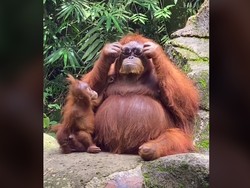 Orangutan Bergaya Swag Pakai Kacamata Pengunjung Kebun Binatang