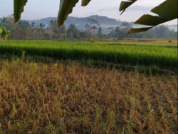 Pagi yang Syahdu Sekali di Dusun Klipoh, Magelang