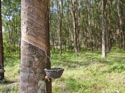 5 Pohon Berbahaya Jika Ditanam Dekat Rumah, Bikin Fondasi Rusak