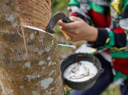 Ekspor Karet Sumut Anjlok Lagi, Gapkindo: Permintaan Masih Sepi