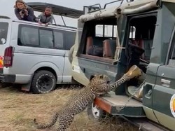 Nekat Motret Anak Macan Tutul, Turis Nakal Dikartu Merah!