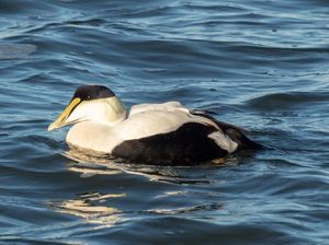 Ini Bulu Termahal di Dunia, Harganya Rp 72 Juta per Kilogram