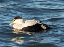 Ini Bulu Termahal di Dunia, Harganya Rp 72 Juta per Kilogram
