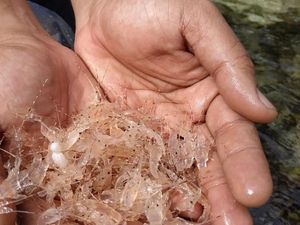 KKP Ungkap Alasan Larang Lalu Lintas Benur Ukuran di Bawah 5 Gram