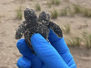 Relawan Taman Nasional Kaget Saat Temukan Penyu Berkepala Dua Relawan Taman Nasional Kaget Saat Temukan Penyu Berkepala Dua