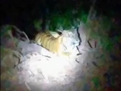 Viral Harimau Nyantai di Lokasi Pembangunan Jalan Pedalaman Bener Meriah