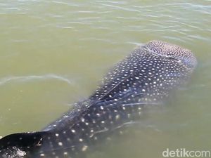 Ada Hiu Paus Muncul di Perairan Pasuruan