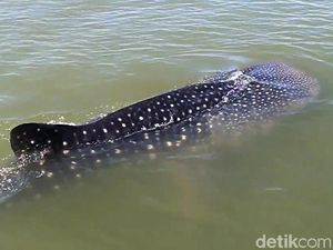 Serunya Bermain dengan Hiu Paus di Perairan Pasuruan