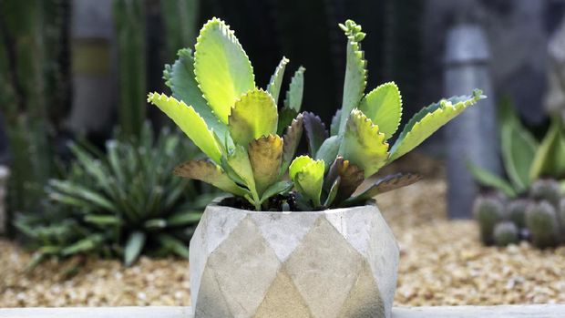 Green succulent plant, Kalanchoe hybrid in geometric concrete pot on tropical cactus outdoor garden background.