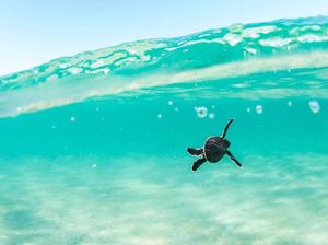 Bayi Kura-kura Lebih Sering Menelan Serpihan Plastik yang Dikira Makanan