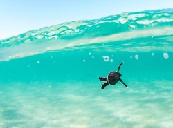 Bayi Kura-kura Lebih Sering Menelan Serpihan Plastik yang Dikira Makanan