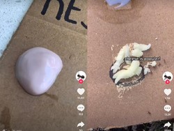 Buat Restoran Khusus Semut, Menu Makanannya Bikin Auto Ngiler