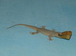 Ini Dia Tempat Persembunyian, Akses, dan Penarik Cicak Masuk Rumah