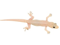 Cicak Dapat Merayap di Dinding karena pada Kakinya Terdapat Apa?