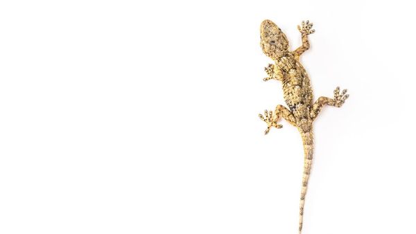 Foto: Fakta Menarik Tentang Cicak Foto: Fakta Menarik Tentang Cicak